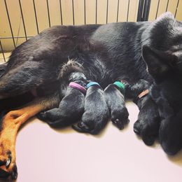 German Shepherd Puppies from Vecne Stesti German Shepherd Dogs