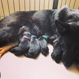 German Shepherd Puppies from Vecne Stesti German Shepherd Dogs