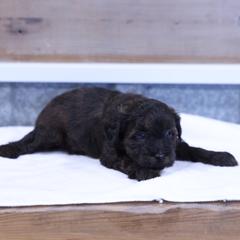 Justice - Red female Whoodle puppy in West Bend, Iowa from Blue Skies Terriers