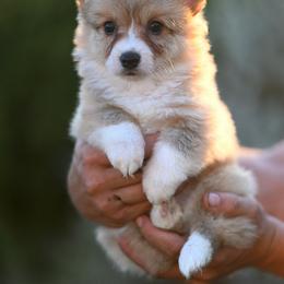 Ruby - Sable and white female American Corgi puppy in Mariposa, California from Gem Coast Corgis