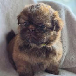 Lou Lou Who - Liver male Shih Tzu puppy in Jenks, Oklahoma from Northstar Shih Tzu