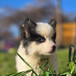 Basil (Magenta Collar) - Black and white female Pomsky puppy in Kennewick, Washington from Nebula Ranch Pomskies