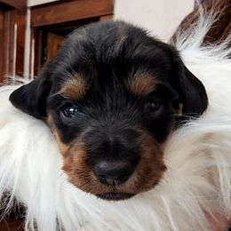 Holly - Black and tan female Dachshund puppy in Angola, Indiana from Heather's Dachshunds