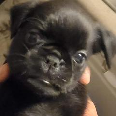 Boy 1 - male Brussels Griffon puppy in Pensacola, Florida from Fretwell's Fabulous Griffons
