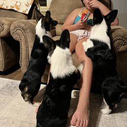 Pembroke Welsh Corgi Puppies from S7 Corgis and Chaos