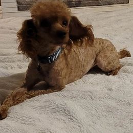 Ryder - Poodle