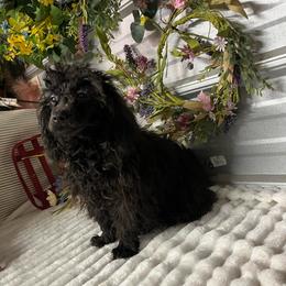 AKC Mona - Black female Poodle puppy in Elgin, South Carolina from Silver Bells Paw Prints
