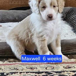 Maxwell - Cream male Aussiedoodle puppy in Morganton, North Carolina from David Shields