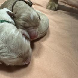 Golden Retriever Puppies from St. Paul Goldens