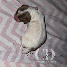 Dachshund Puppies from Camacho_Dachshunds