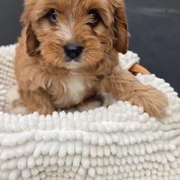 Dale - Apricot male Cavapoo puppy in Lincolnton, North Carolina from Home Sweet Home Puppies