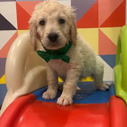 Ms. Lime - Cream female Goldendoodle puppy in Blue Springs, Missouri from Farmstead 51