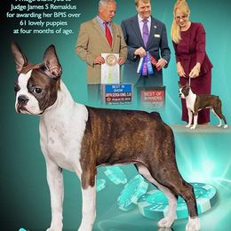 Kitty - Boston Terrier