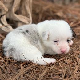 MisMark Merle 1700 - Blue merle and white female American Corgi puppy in Nashville, Arkansas from Whisenhunt Farms