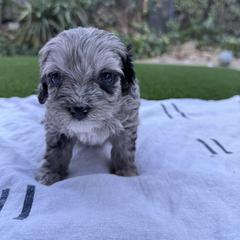Girl 6 - female Australian Mountain Doodle puppy in Fullerton, California from Emerald Creek Doodles