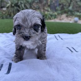 Girl 6 - female Australian Mountain Doodle puppy in Fullerton, California from Emerald Creek Doodles