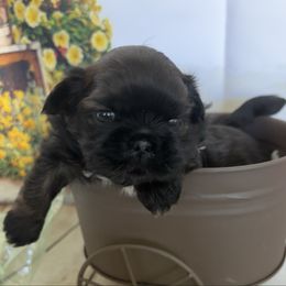Toby - Black and tan male Shih Tzu puppy in Claremont, California from Lovable Shih Tzus