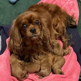 Cavalier King Charles Spaniel Puppies from Lauren Blades
