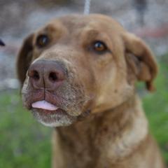 Chesapeake Bay Retrievers from Sandy Oak Acres