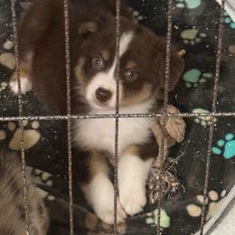 RTM - Red tri-color male Miniature American Shepherd puppy in Palacios, Texas from Coastal’s Miniature American Shepherds