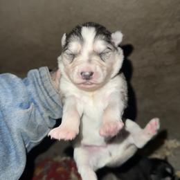 Boy 3 - Sable and white male Siberian Husky puppy in Iron River, Wisconsin from Wiemeri Siberians