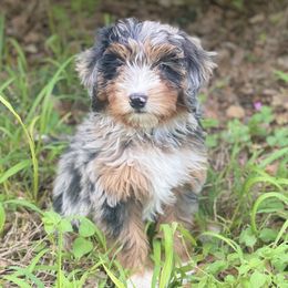Bernedoodles from Sweet Honey Doodles