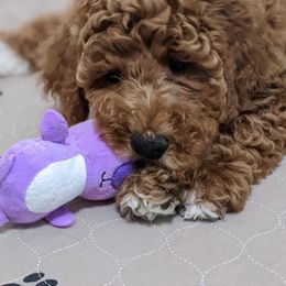 Aussiedoodle, Cavapoo, and Poodle Puppies from Robin's Nest Farm