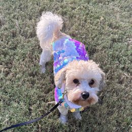 Rory - Cream male Havanese puppy in Lawrenceville, Georgia from Alchemy Havanese