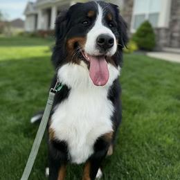 PHOEBE - Bernese Mountain Dog