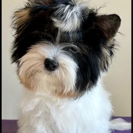 Biewer Terrier Puppies from Stone Mountain Dogs