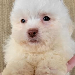 Echo - Cream male Shichon puppy in Limestone, Tennessee from Pilot Hill Teddy Bear Puppies