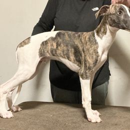 Dreamweaver The Stars Are Aligned - Fawn brindle male Whippet puppy in Charlottesville, Virginia from Julie's Whippets