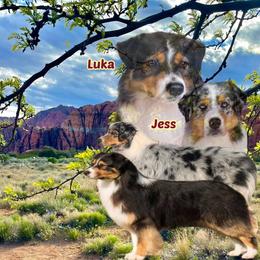 Australian Shepherd puppies from Shawnkara Australian Shepherds & Miniature American Shepherds