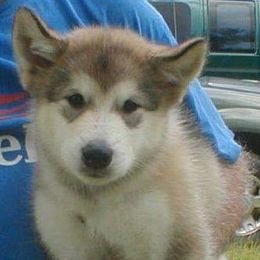 Alaskan Malamute Puppies from Kaylatee Alaskan Malamutes