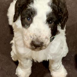 Goldendoodle and Poodle Puppies from Breedadoodle