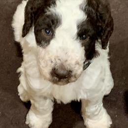 Goldendoodle and Poodle Puppies from Breedadoodle