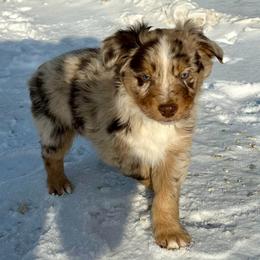 Titan - Red merle male Australian Shepherd puppy in West Union, Iowa from Boundless Hearts Australian Shepherds LLC