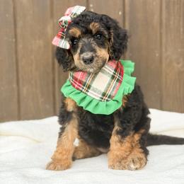 Elphaba - Phantom female Poodle puppy in Bellville, Ohio from Cedar Ridge Standard Poodles