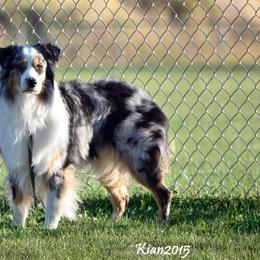 Australian Shepherd Puppies from Raining Ice Kennels/program on hold