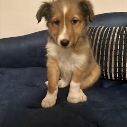 Reese - Sable and white female Shetland Sheepdog puppy in Union, New Jersey from McDermon Shelties