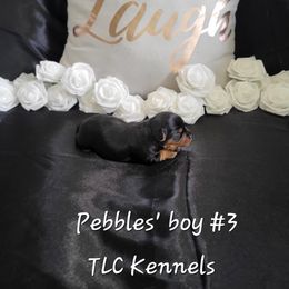 Yorkshire Terrier Puppies from TLC Kennels TenderLittleCuties