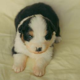 Black F 2 - Black tri-color female Australian Shepherd puppy in Cotati, California from Tried and True Aussies