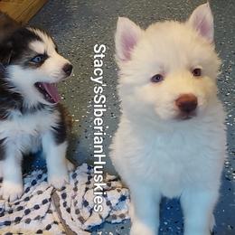 Hogan - White male Siberian Husky puppy in Savannah, Georgia from Stacy's Siberian Huskies