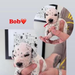 Bob - White and black male Dalmatian puppy in Chehalis, Washington from Dalmatian Vacation