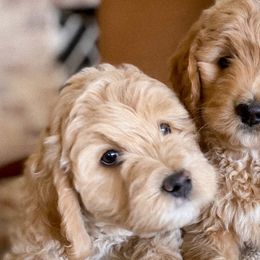 Bernedoodles, Goldendoodles, and Poodles from Daisy Mountain Doodles