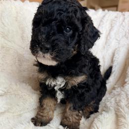 Canyon - Tri-color male Bernedoodle puppy in Grandview, Texas from Big Sky Bernedoodles