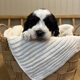 Kimber - Parti female Goldendoodle puppy in Zeeland, Michigan from Dandelion Lane Doodles