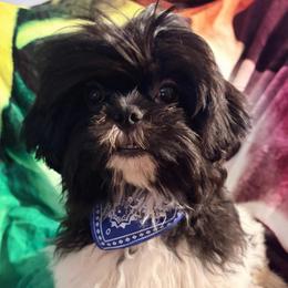 Domino - Black and white male Shih Tzu puppy in Hemet, California from Aloha Shih Tzu