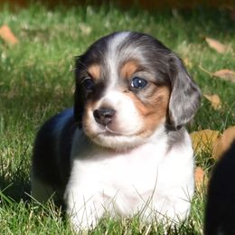 Freddy - Dachshund puppy from Discovery Dachs