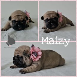 Maizy - Fawn and white female French Bulldog puppy in Utah from Perfect Fit Frenchies